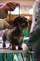 Crufts2011_2 1342